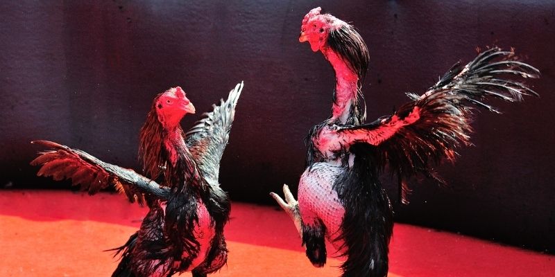 vip 79 thị trường baccarat là gì