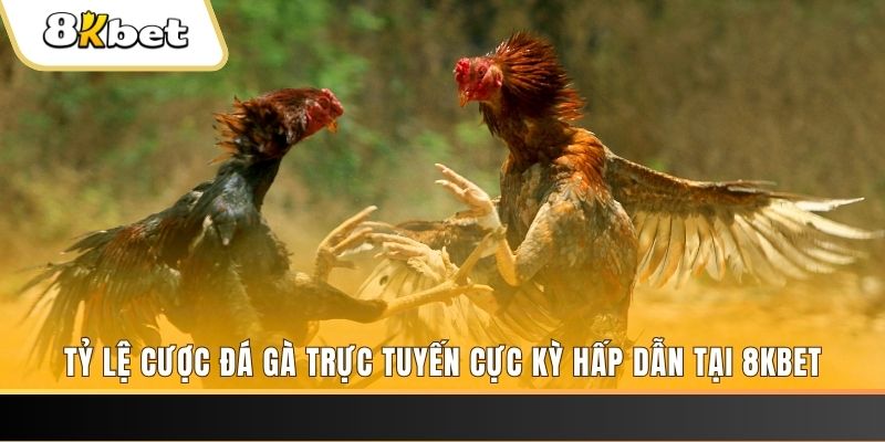 vip 79 c1 gà chọi