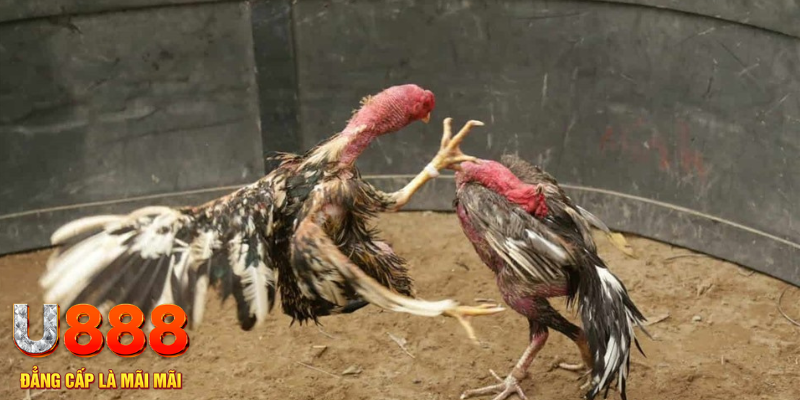 vip 79 đăng nhập tiến lên miền nam số 1